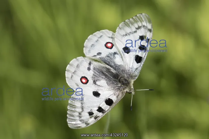 : Mountain Apollo - Butterfly on a flower - Hohe : Mountain Apollo - Butterfly on a flower - Hohe