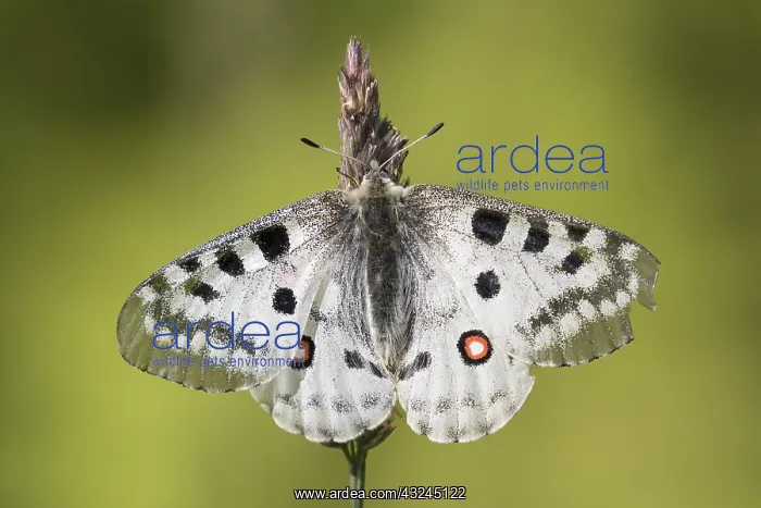 : Mountain Apollo - Butterfly on a flower - Hohe : Mountain Apollo - Butterfly on a flower - Hohe