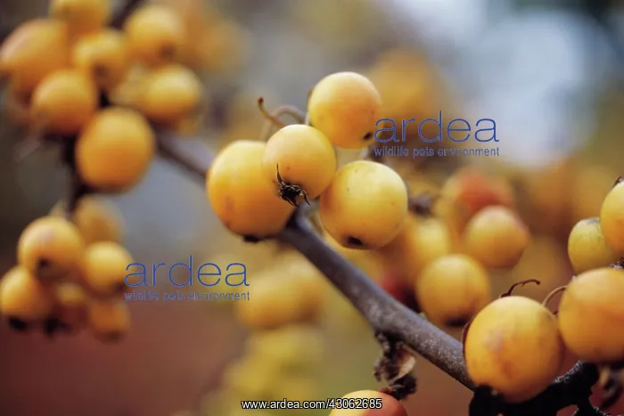 : Mountain Ash : Mountain Ash