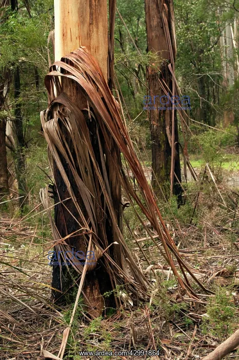 : Mountain Ash forest habitat -of Superb Lyrebird : Mountain Ash forest habitat -of Superb Lyrebird
