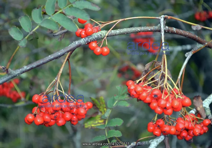 : Mountain Ash, also known as Rowan, berries in autumn; : Mountain Ash, also known as Rowan, berries in autumn;