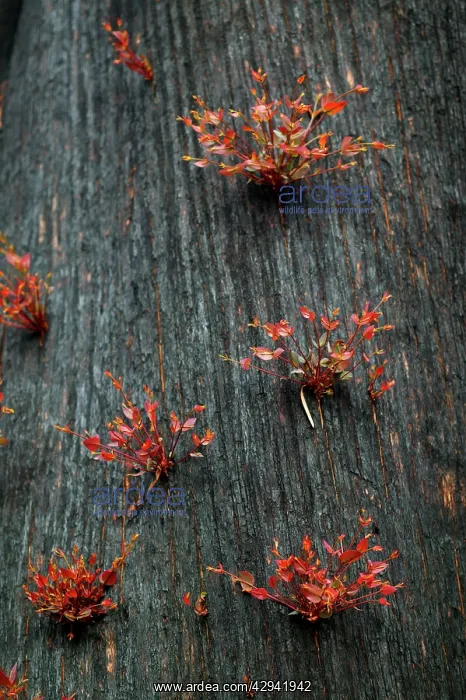 : Mountain ash regrowth after bushfire.Regeneration : Mountain ash regrowth after bushfire.Regeneration