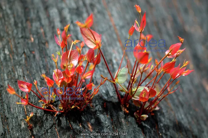 : Mountain ash regrowth after bushfire.Regeneration : Mountain ash regrowth after bushfire.Regeneration