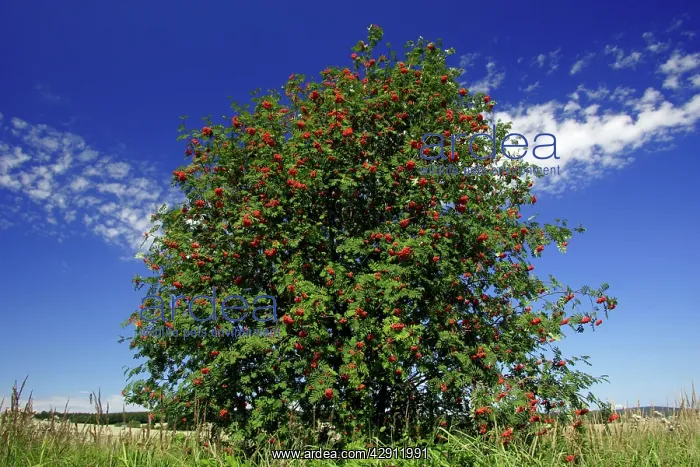 : Mountain Ash, Rowan Tree : Mountain Ash, Rowan Tree