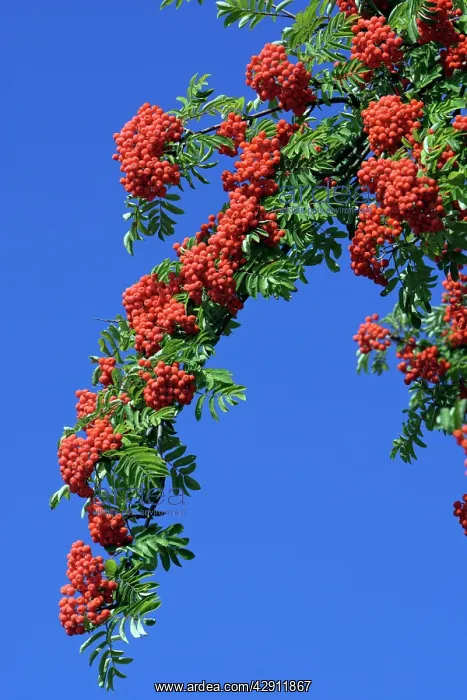 : Mountain Ash or Rowan Tree - ripe berries on tree in autumn : Mountain Ash or Rowan Tree - ripe berries on tree in autumn