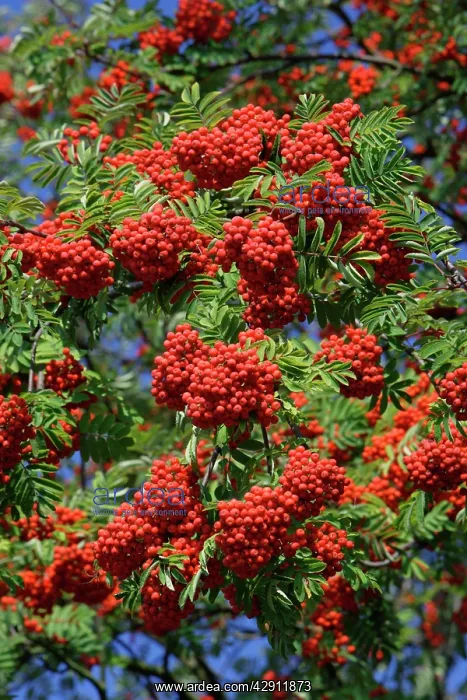 : Mountain Ash or Rowan Tree - ripe berries on tree in autumn : Mountain Ash or Rowan Tree - ripe berries on tree in autumn