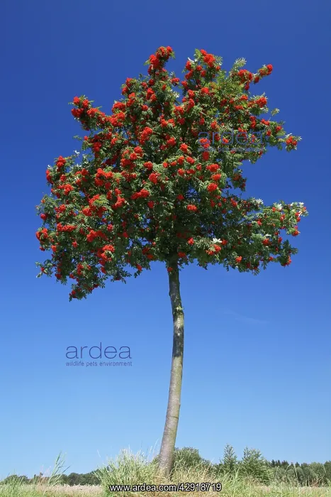 : Mountain Ash / Rowan Tree - with ripened berries : Mountain Ash / Rowan Tree - with ripened berries