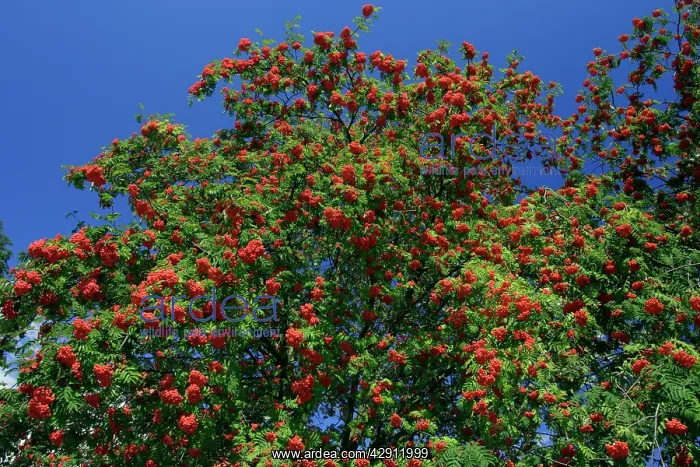 : Mountain Ash, Rowan Tree - with ripened berries, autumn : Mountain Ash, Rowan Tree - with ripened berries, autumn
