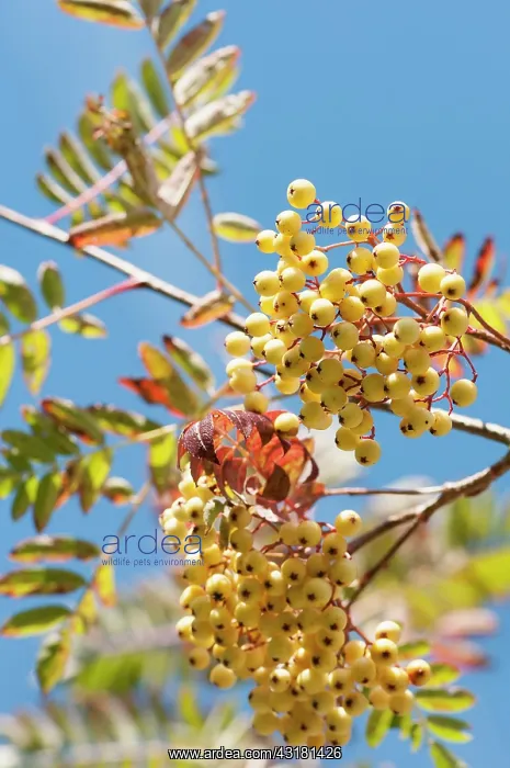 : Mountain ash, Sorbus Joseph Rock, Clusters of : Mountain ash, Sorbus Joseph Rock, Clusters of