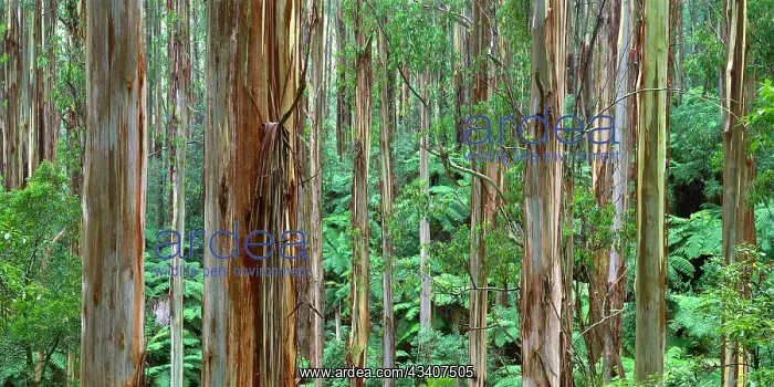 : Mountain Ash - Tarra-Bulga National Park : Mountain Ash - Tarra-Bulga National Park