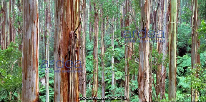 : Mountain ash and tree ferns (Eucalyptus regnans : Mountain ash and tree ferns (Eucalyptus regnans