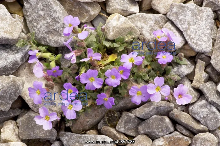 : A mountain Aubrieta : A mountain Aubrieta