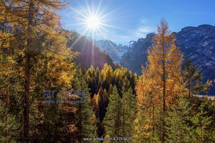 : Mountain with autumnal colored mountain forest with : Mountain with autumnal colored mountain forest with