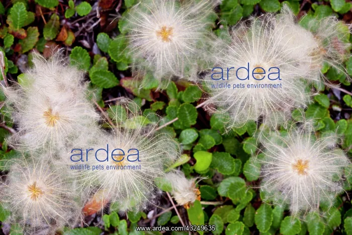 : Mountain aven wildflower seeds