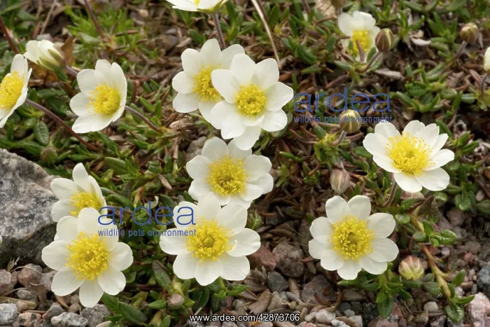 : Mountain Avens : Mountain Avens