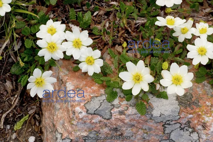 : Mountain Avens : Mountain Avens