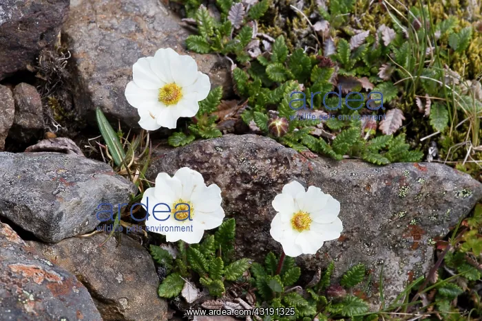 : Mountain Avens : Mountain Avens