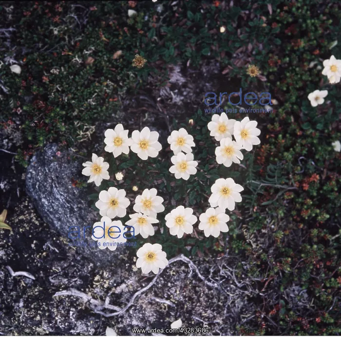 : Mountain Avens : Mountain Avens