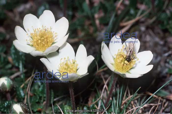 : MOUNTAIN AVENS : MOUNTAIN AVENS