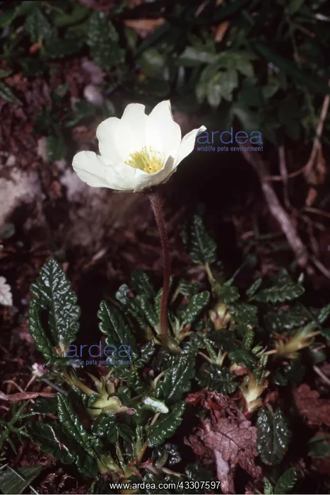: Mountain Avens : Mountain Avens
