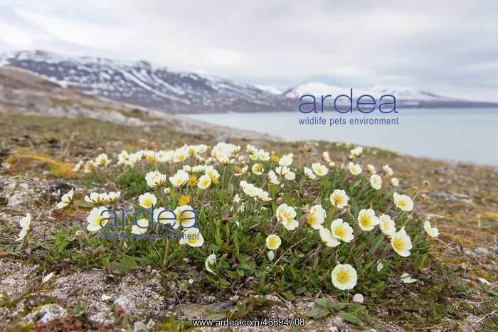 : Mountain Avens : Mountain Avens