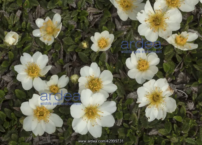 : Mountain avens, Dryas octopetala in full flower : Mountain avens, Dryas octopetala in full flower