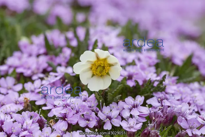 : Mountain Avens - flowering - Norway : Mountain Avens - flowering - Norway