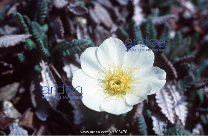 : MOUNTAIN AVENS - flowers : MOUNTAIN AVENS - flowers