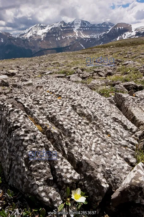 : Mountain Avens among Fossil coral on Parker Ridge : Mountain Avens among Fossil coral on Parker Ridge