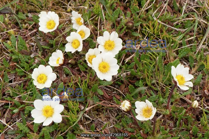 : Mountain Avens - on grassy slope : Mountain Avens - on grassy slope