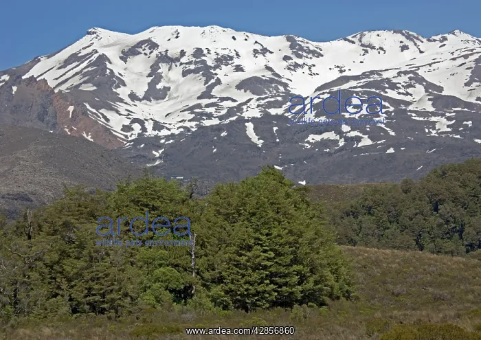 : Mountain beech forest and moorland, in the Tongariro : Mountain beech forest and moorland, in the Tongariro