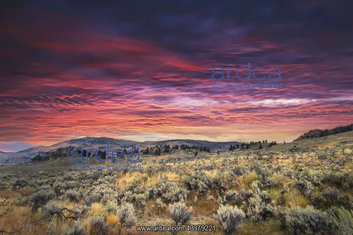 : Mountain big sagebrush at sunrise, Lamar Valley : Mountain big sagebrush at sunrise, Lamar Valley