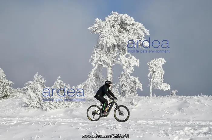 : Mountain biker in front of snowy pine near the peak : Mountain biker in front of snowy pine near the peak