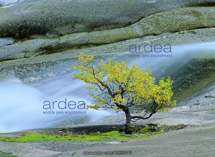 : Mountain birch - growing amidst polished rocks : Mountain birch - growing amidst polished rocks