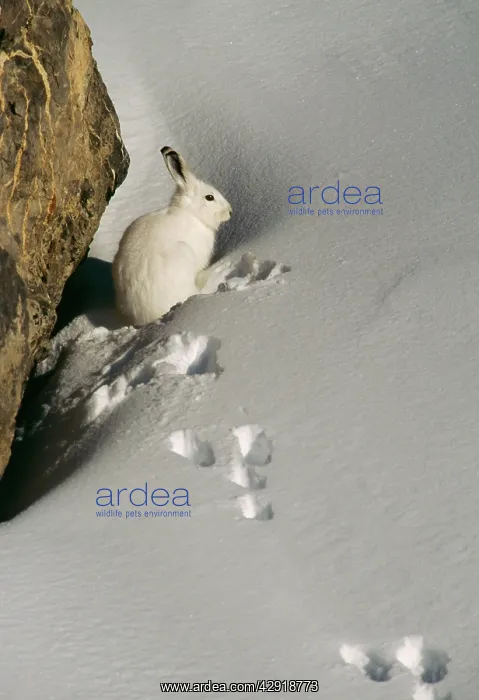 : Mountain / Blue Hare HARE - in snow with tracks : Mountain / Blue Hare HARE - in snow with tracks