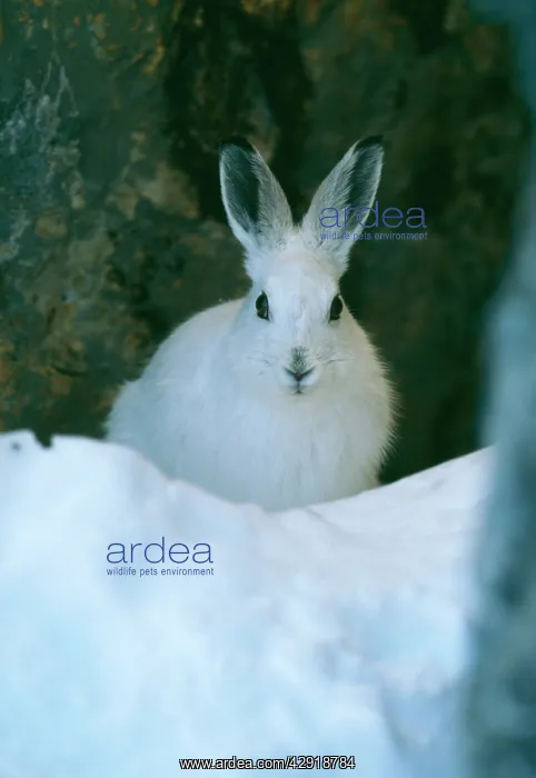 : Mountain / Blue HARE - in snow : Mountain / Blue HARE - in snow