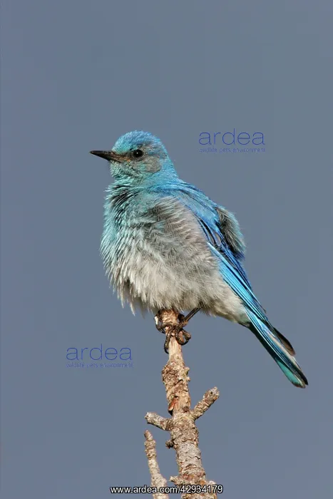 : Mountain Bluebird : Mountain Bluebird