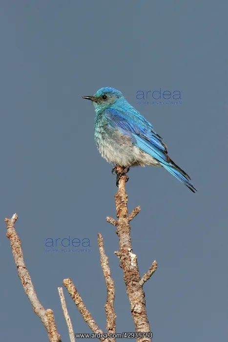 : Mountain Bluebird : Mountain Bluebird