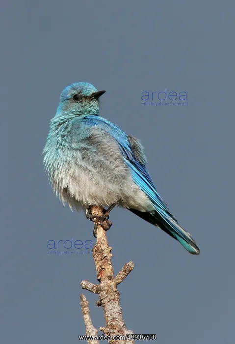 : Mountain Bluebird : Mountain Bluebird