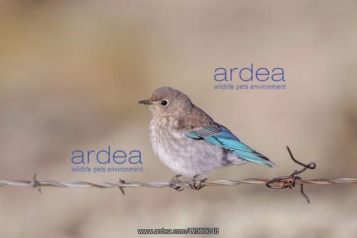 : Mountain Bluebird : Mountain Bluebird