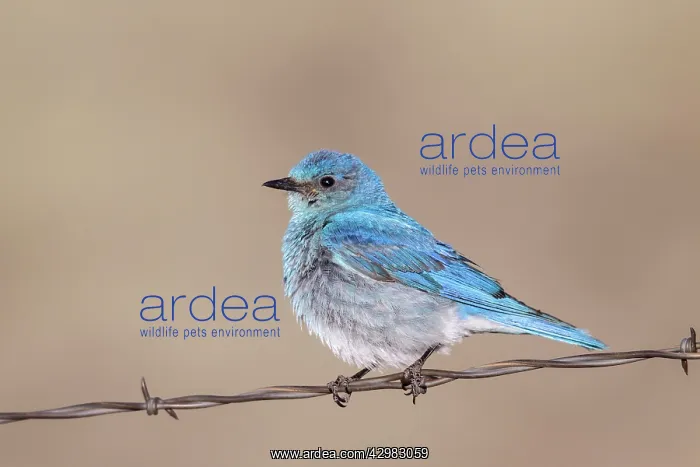  : Mountain Bluebird