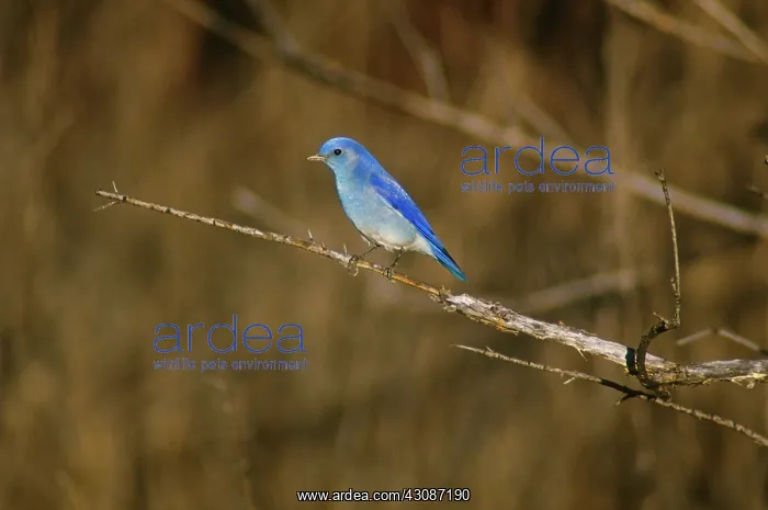  : Mountain Bluebird