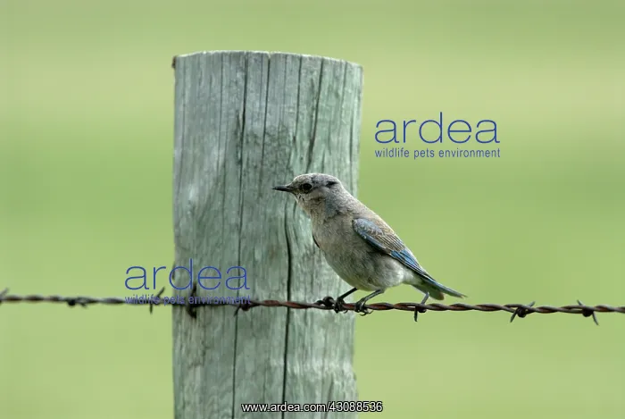 : Mountain Bluebird : Mountain Bluebird