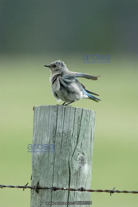 : Mountain Bluebird : Mountain Bluebird
