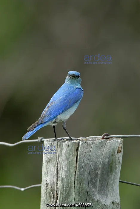 : Mountain Bluebird : Mountain Bluebird