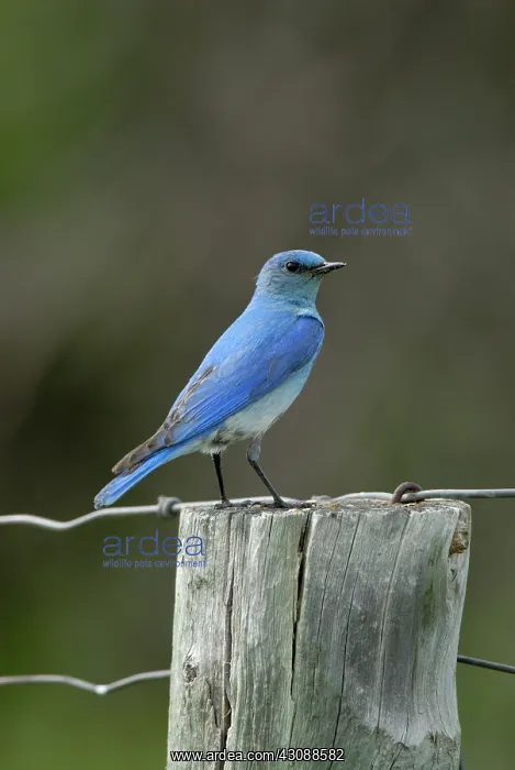: Mountain Bluebird : Mountain Bluebird