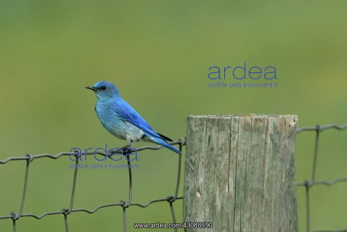 : Mountain Bluebird : Mountain Bluebird