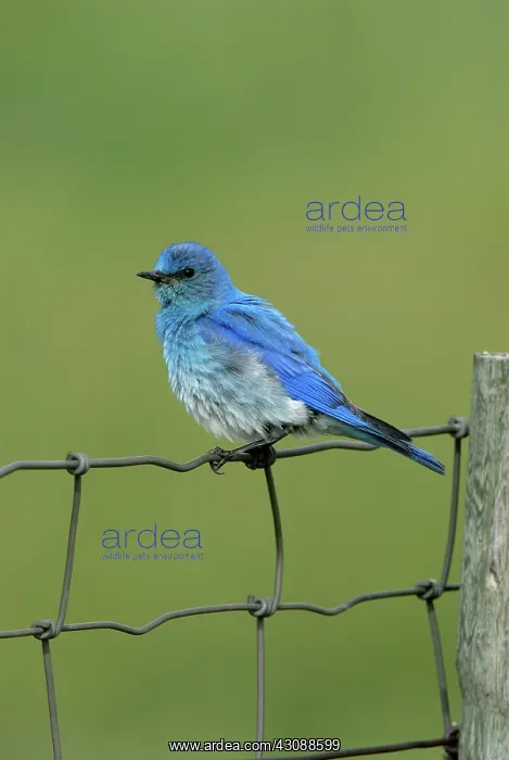 : Mountain Bluebird : Mountain Bluebird