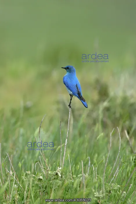  : Mountain Bluebird