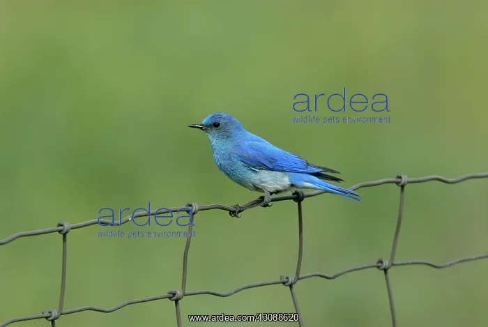 : Mountain Bluebird : Mountain Bluebird